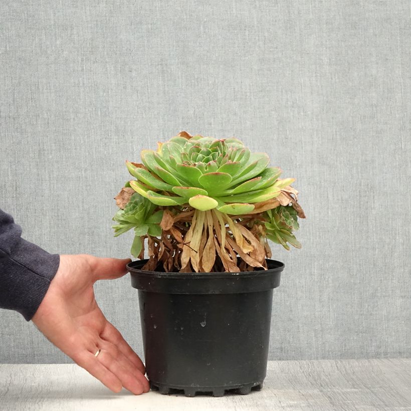 Esimerkki kesällä toimitetusta X Semponium Sempervivum x Aeonium Diamond 2 litran/3 litran ruukku-taimesta