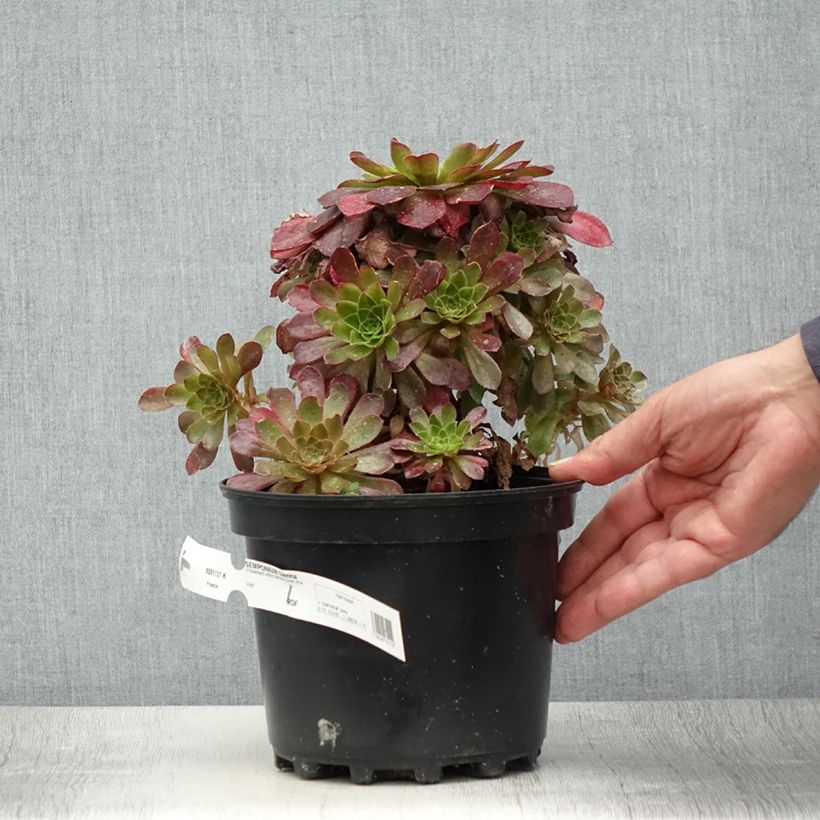 Esimerkki kesällä toimitetusta X Semponium Sempervivum x Aeonium Sienna 2 litran/3 litran ruukku-taimesta