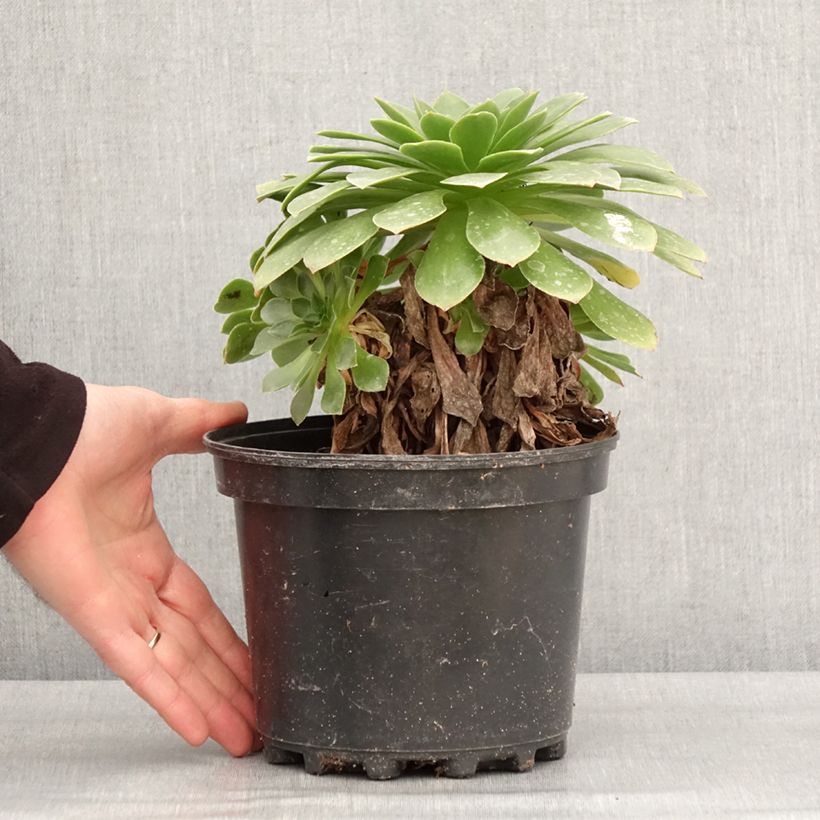 Esimerkki talvella toimitetusta X Semponium Sempervivum x Aeonium Sienna 2 litran/3 litran ruukku-taimesta