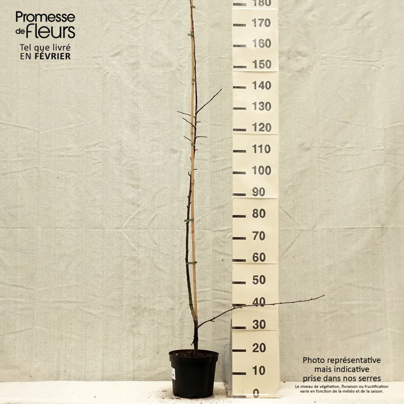 Esimerkki talvella toimitetusta X Sorbopyrus auricularis 4 litran/5 litran ruukku-taimesta