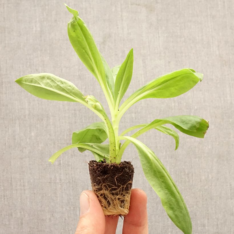 Esimerkki keväällä toimitetusta Iso-olkikukka Granvia Red Flame Minipaakku Ø 3/4 cm-taimesta