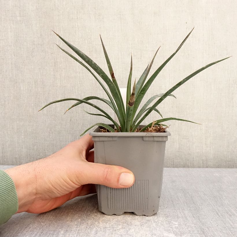 Esimerkki talvella toimitetusta Isojukka Variegata 1 litran / 1,5 litran ruukku-taimesta