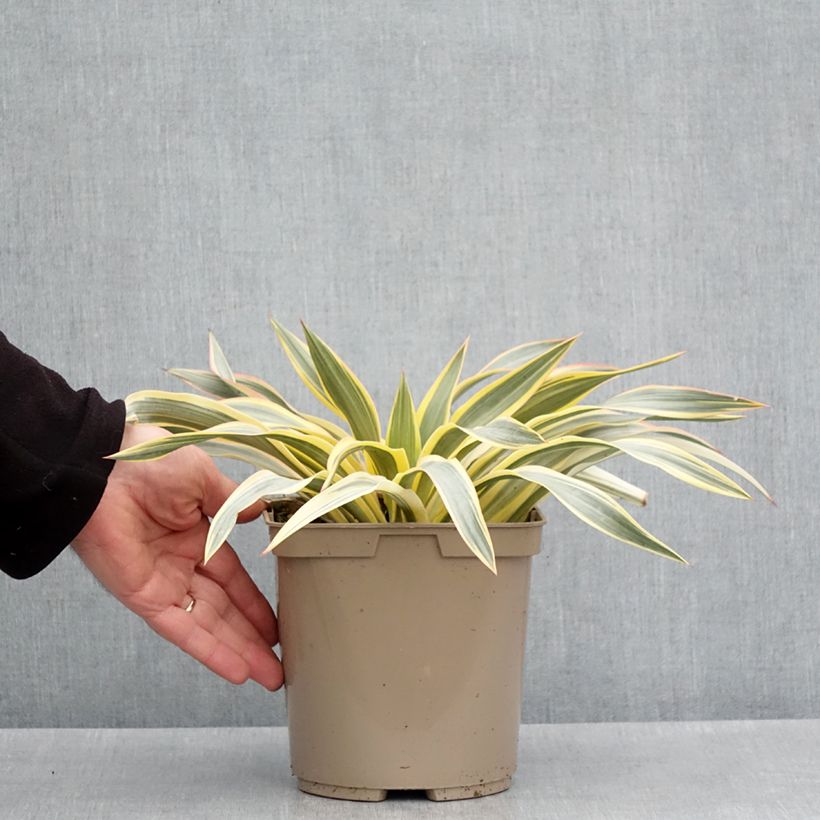 Esimerkki keväällä toimitetusta Yucca Bright Star - Yucca panaché Pot de 2L/3L-taimesta