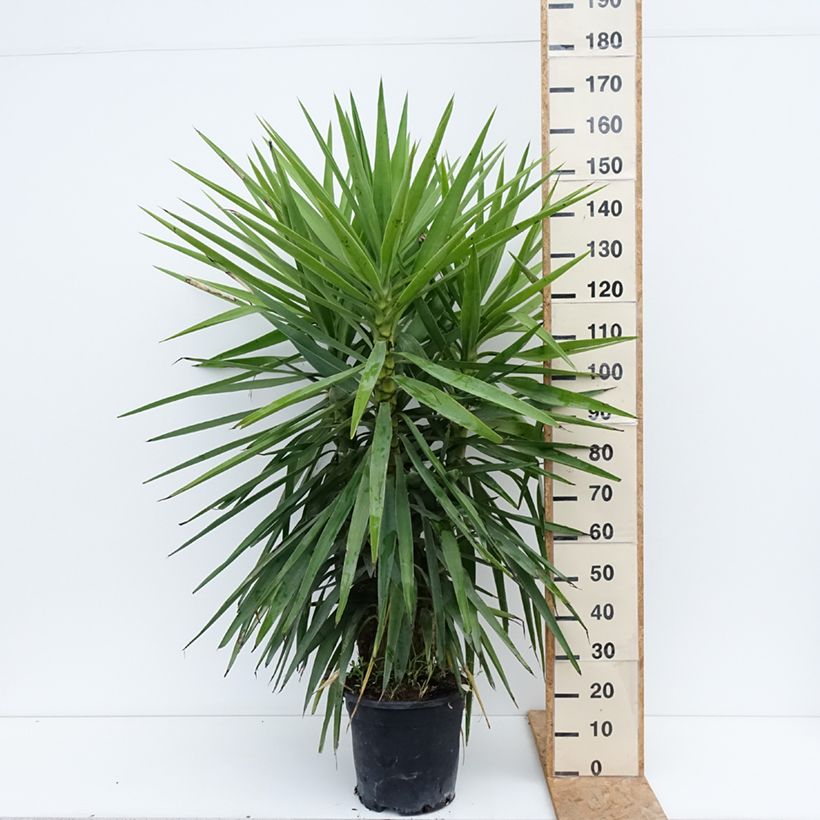 Esimerkki kesällä toimitetusta Kiiltojukka - Yucca elephantipes 7,5 litran / 10 litran ruukku-taimesta