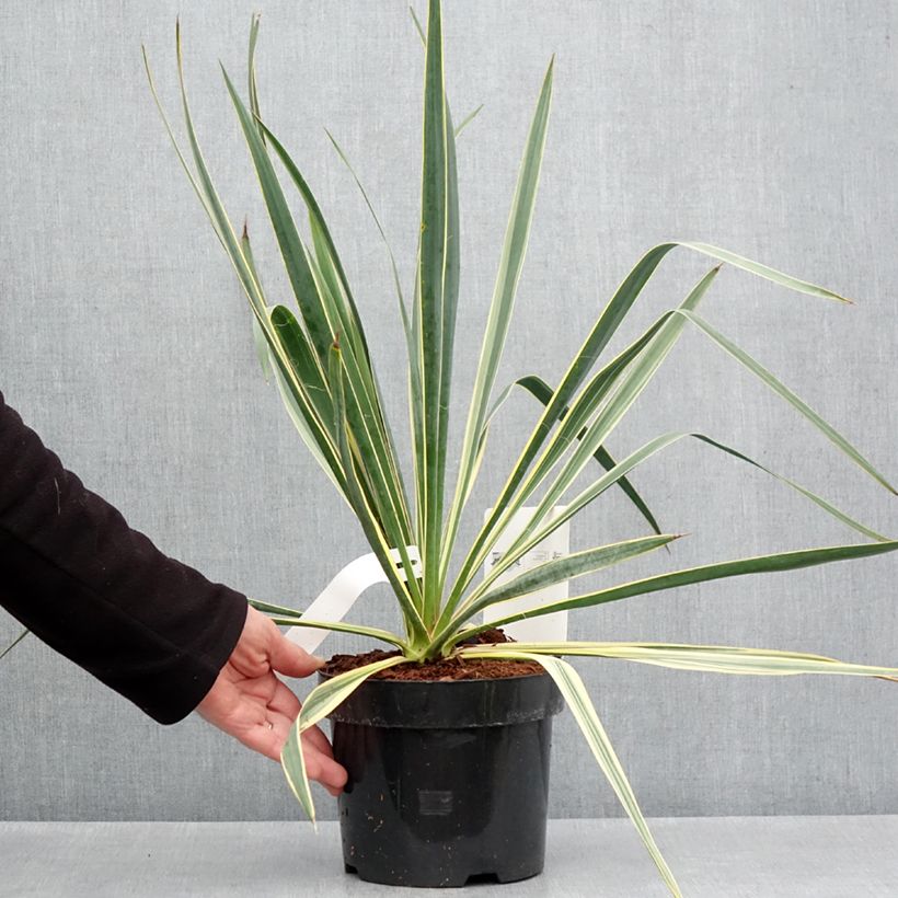Esimerkki keväällä toimitetusta Yucca filamentosa Bright Edge - Yucca filamenteux Pot de 2L/3L-taimesta