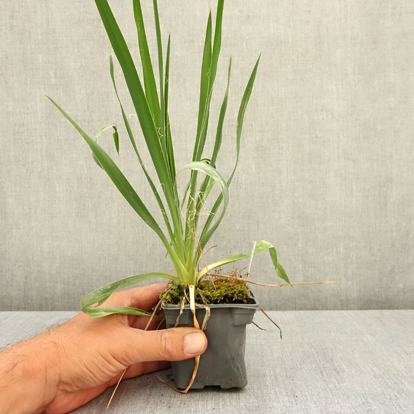 Esimerkki kesällä toimitetusta Hapsijukka - Yucca filamentosa 8/9 cm taimiruukku-taimesta