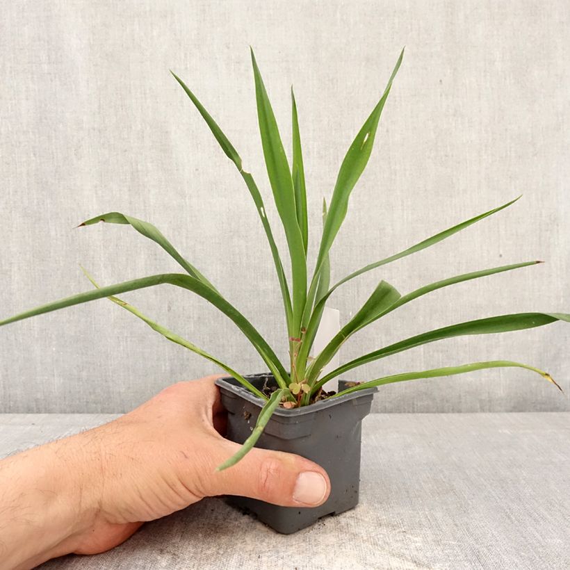 Esimerkki keväällä toimitetusta Hapsijukka - Yucca filamentosa Taimiruukku 8/9 cm-taimesta