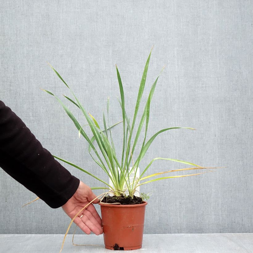 Esimerkki syksyllä toimitetusta Hapsijukka - Yucca filamentosa 1 litran / 1,5 litran ruukku-taimesta