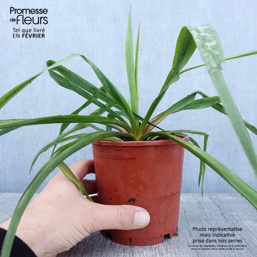 Esimerkki talvella toimitetusta Yucca filamentosa Pot de 1L/1,5L-taimesta