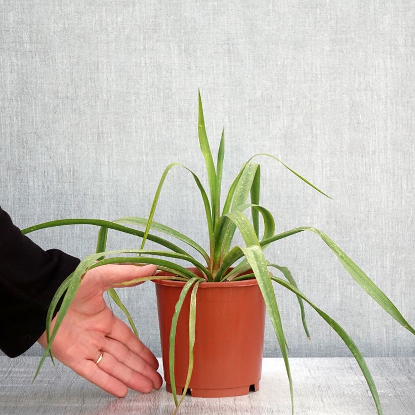 Esimerkki keväällä toimitetusta Hapsijukka - Yucca filamentosa Ruukku 1L / 1,5L-taimesta