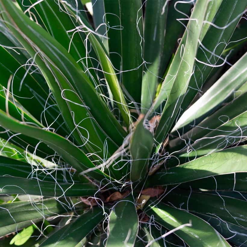 Jukka - Yucca filifera (Lehvistö)