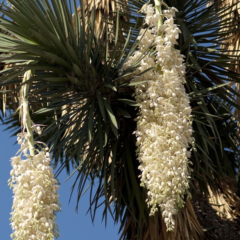 Jukka - Yucca filifera (Kukinta)