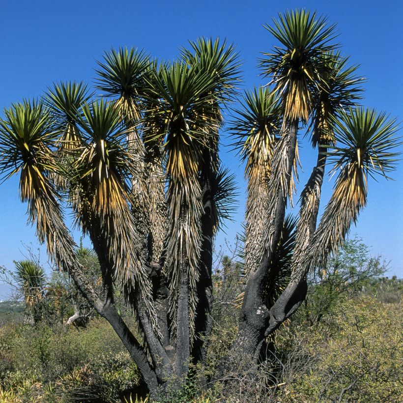 Jukka - Yucca filifera (Kasvutapa)