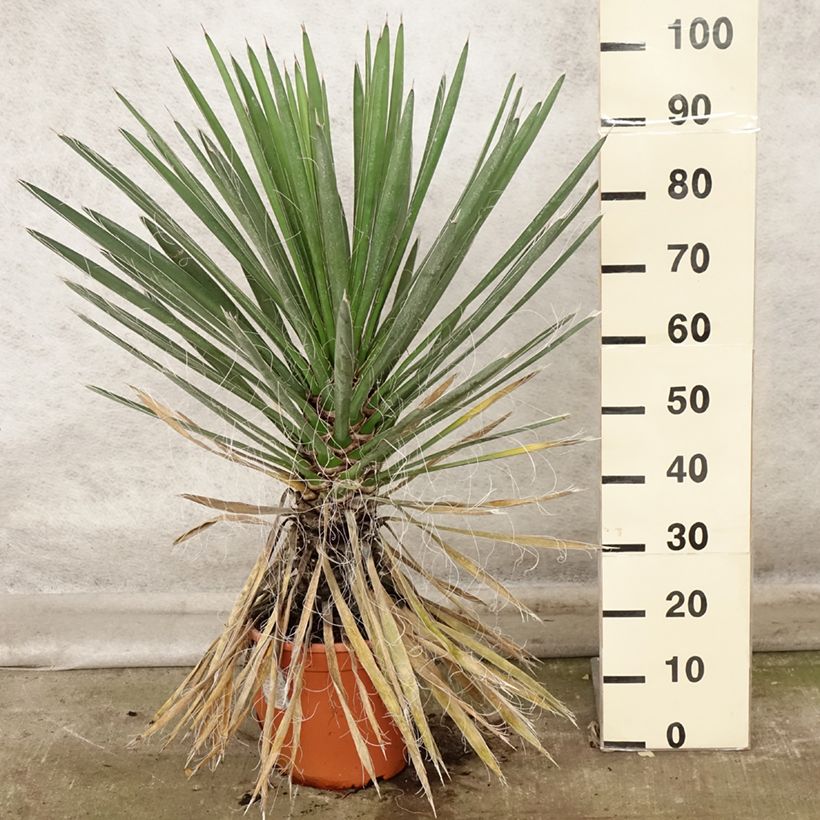 Esimerkki syksyllä toimitetusta Jukka - Yucca filifera 7,5 litran / 10 litran ruukku-taimesta