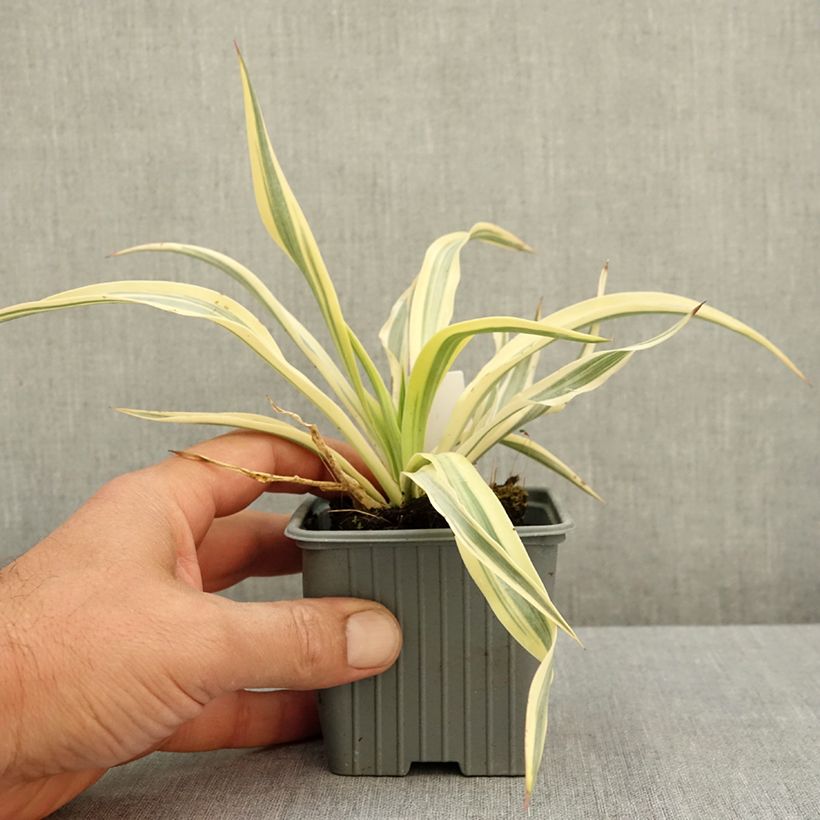 Esimerkki kesällä toimitetusta Kynttiläjukka Citrus twist 8/9 cm taimiruukku-taimesta