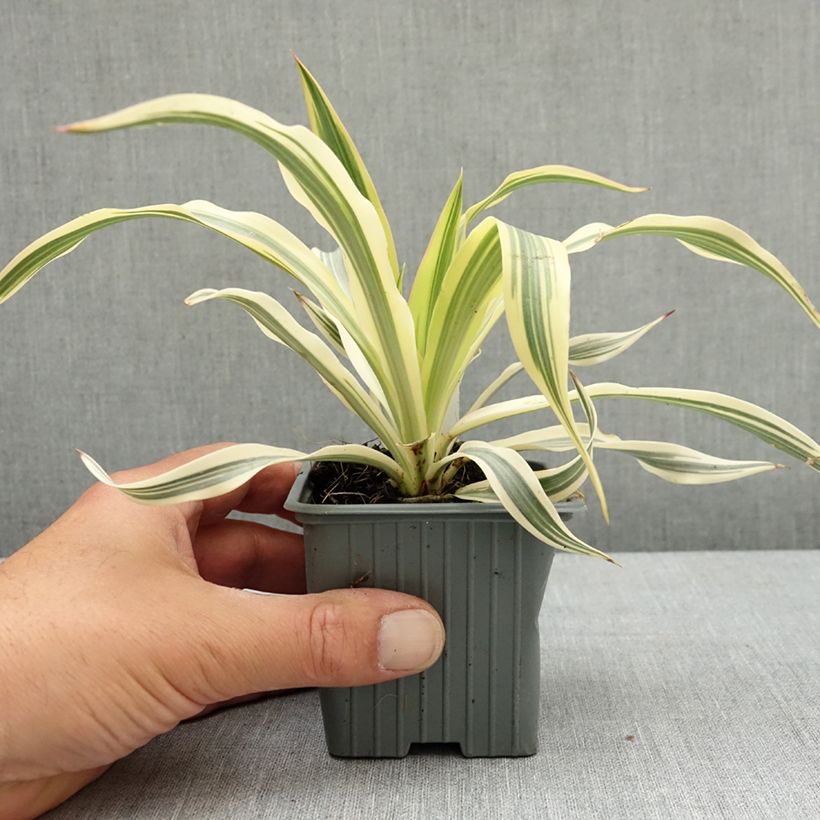 Esimerkki keväällä toimitetusta Kynttiläjukka Citrus twist Taimiruukku 8/9 cm-taimesta