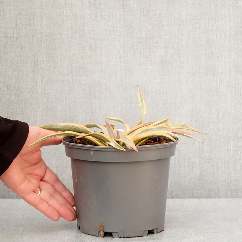 Esimerkki talvella toimitetusta Yucca gloriosa Citrus twist® - Dague espagnole Pot de 2L/3L-taimesta