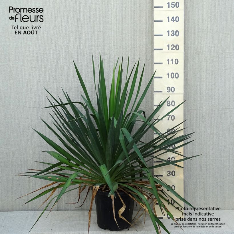 Esimerkki kesällä toimitetusta Kynttiläjukka - Yucca gloriosa Ruukku 7,5L / 10L-taimesta