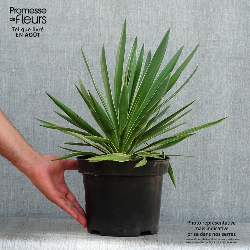 Esimerkki kesällä toimitetusta Kynttiläjukka Variegata Pot de 2L/3L-taimesta