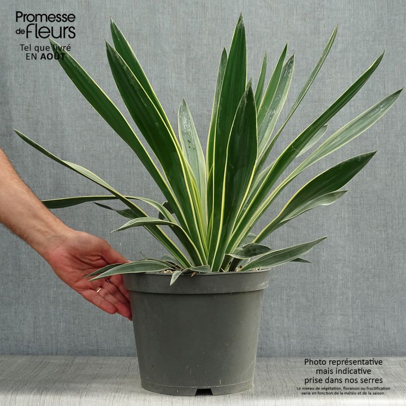 Esimerkki kesällä toimitetusta Kynttiläjukka Variegata Pot de 4L/5L-taimesta