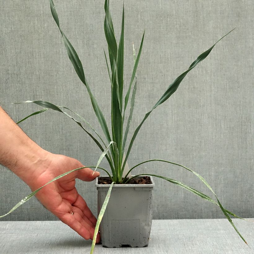 Esimerkki keväällä toimitetusta Hapsijukka French Flag 12 cm / 13 cm ruukku-taimesta