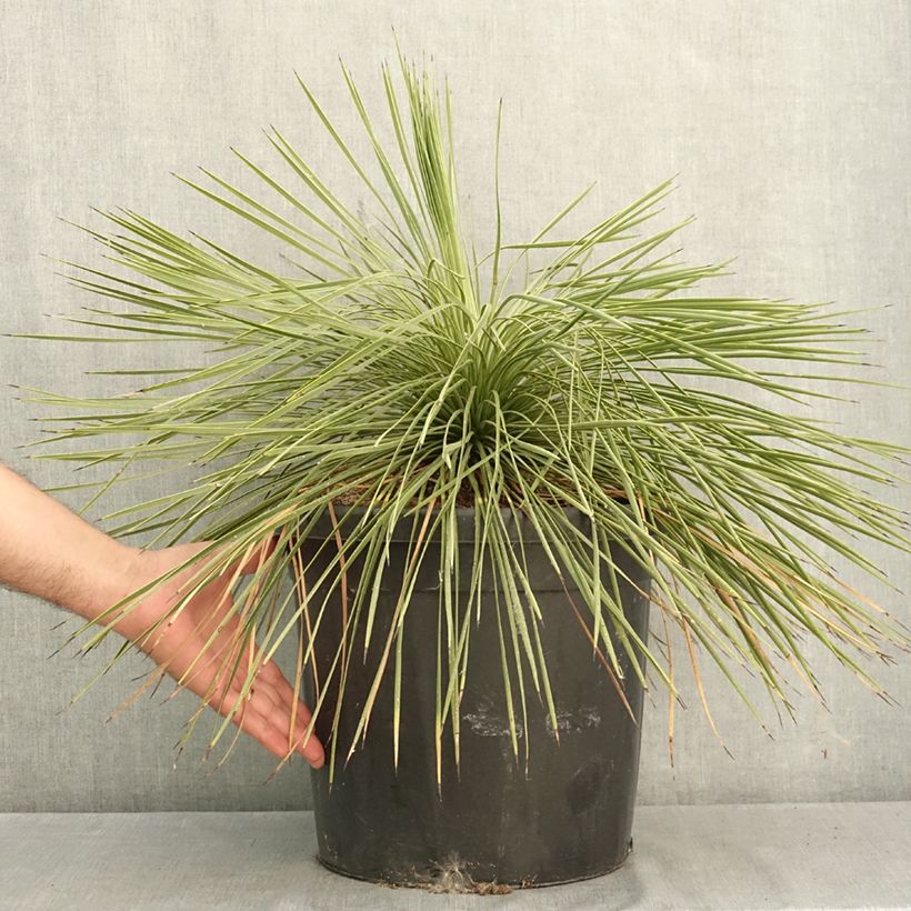 Esimerkki kesällä toimitetusta Jukka - Yucca linearifolia 18 litran/20 litran ruukku-taimesta