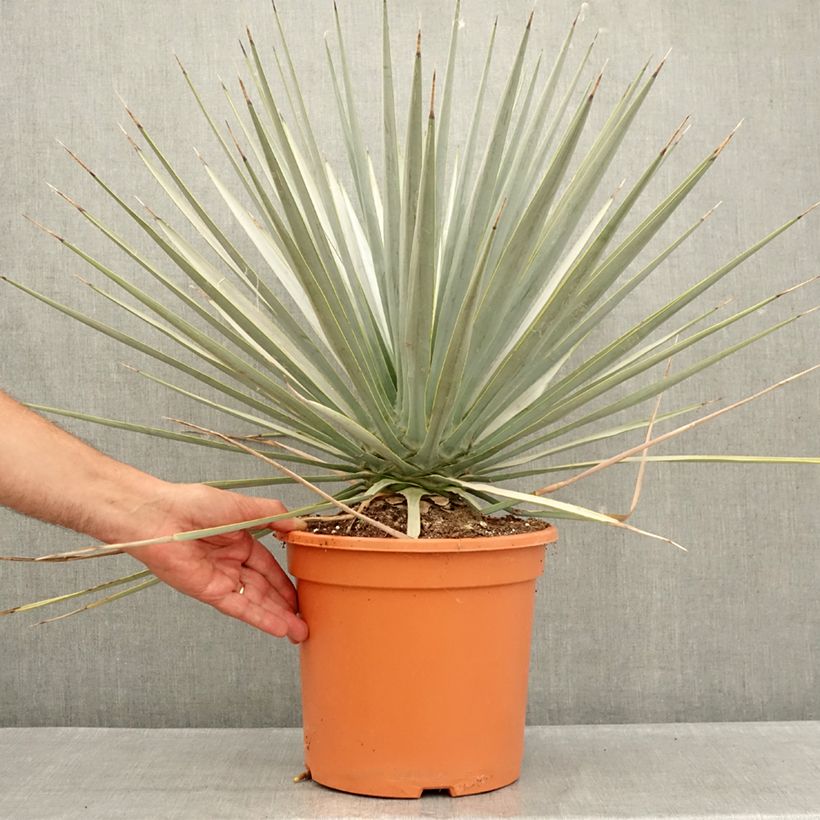 Esimerkki kesällä toimitetusta Jukka - Yucca rigida Ruukku 7,5L / 10L-taimesta