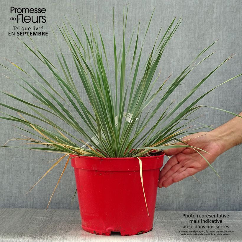 Esimerkki syksyllä toimitetusta Jukka - Yucca rostrata 3 litran/4 litran ruukku-taimesta