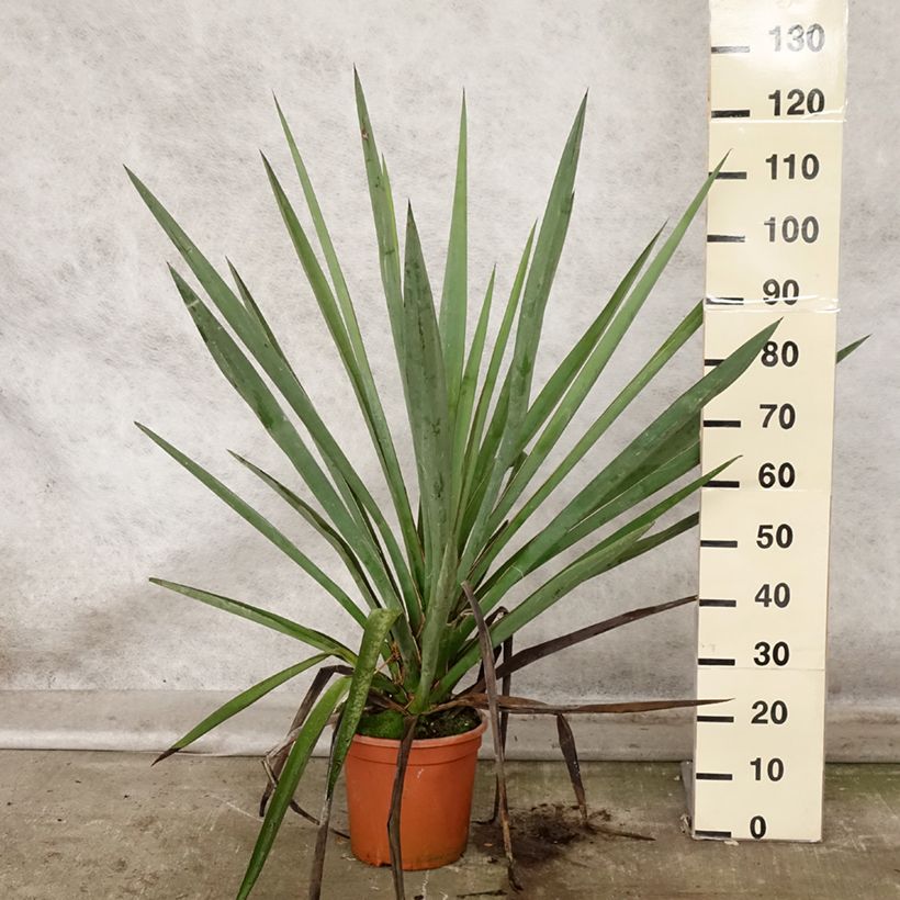 Esimerkki syksyllä toimitetusta Jukka - Yucca torreyi 7,5 litran / 10 litran ruukku-taimesta
