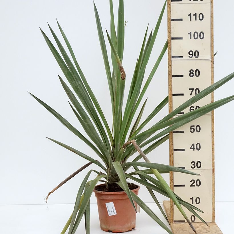 Esimerkki keväällä toimitetusta Yucca torreyi - Yucca de Torrey Pot de 7,5L/10L-taimesta