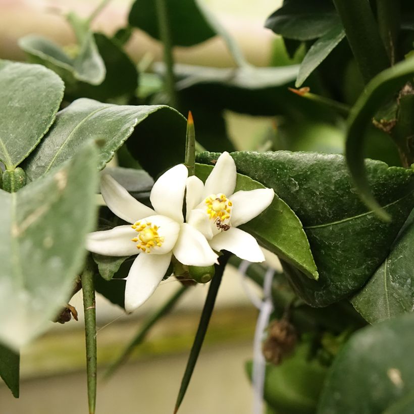 Yuzu-sitruuna - Citrus junos (Kukinta)