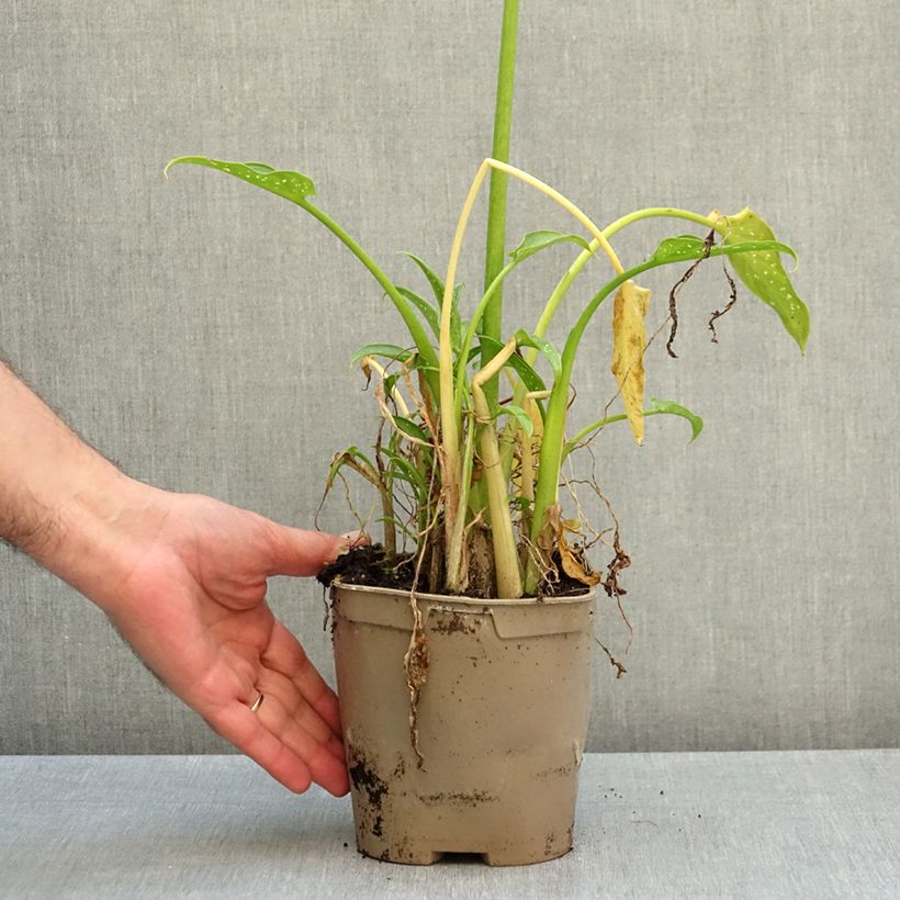 Esimerkki syksyllä toimitetusta Valkohuonevehka Scented Lady 2 litran/3 litran ruukku-taimesta