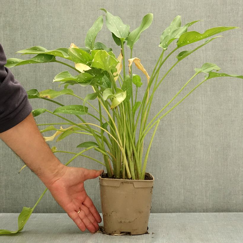 Esimerkki kesällä toimitetusta Valkohuonevehka Scented Lady 2 litran/3 litran ruukku-taimesta