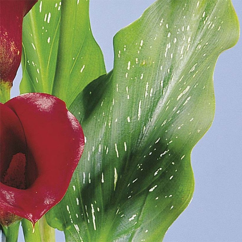 Keltahuonevehka Red Alert (Foliage)