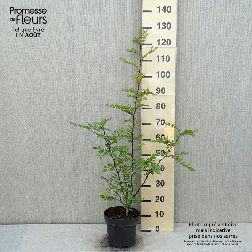 Esimerkki kesällä toimitetusta Amerikanlimopuu - Zanthoxylum americanum Pot de 4L/5L-taimesta
