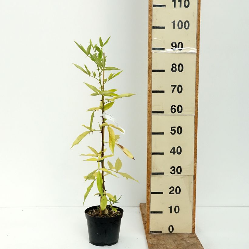 Esimerkki kesällä toimitetusta Limopuu - Zanthoxylum armatum 3 litran/4 litran ruukku-taimesta
