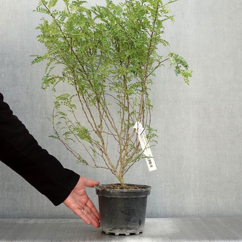 Esimerkki syksyllä toimitetusta Limopuu - Zanthoxylum beecheyanum 3 litran/4 litran ruukku-taimesta