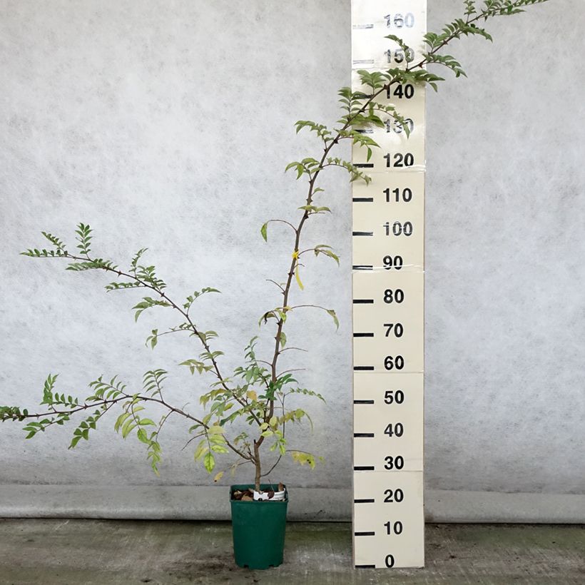Esimerkki kesällä toimitetusta Limopuu - Zanthoxylum coreanum Pot de 4L/5L-taimesta