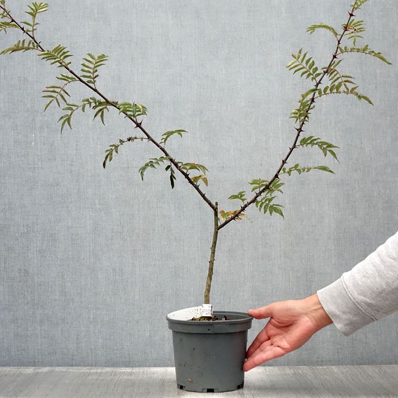 Esimerkki kesällä toimitetusta Idänlimopuu - Zanthoxylum schinifolium Pot de 3L/4L-taimesta