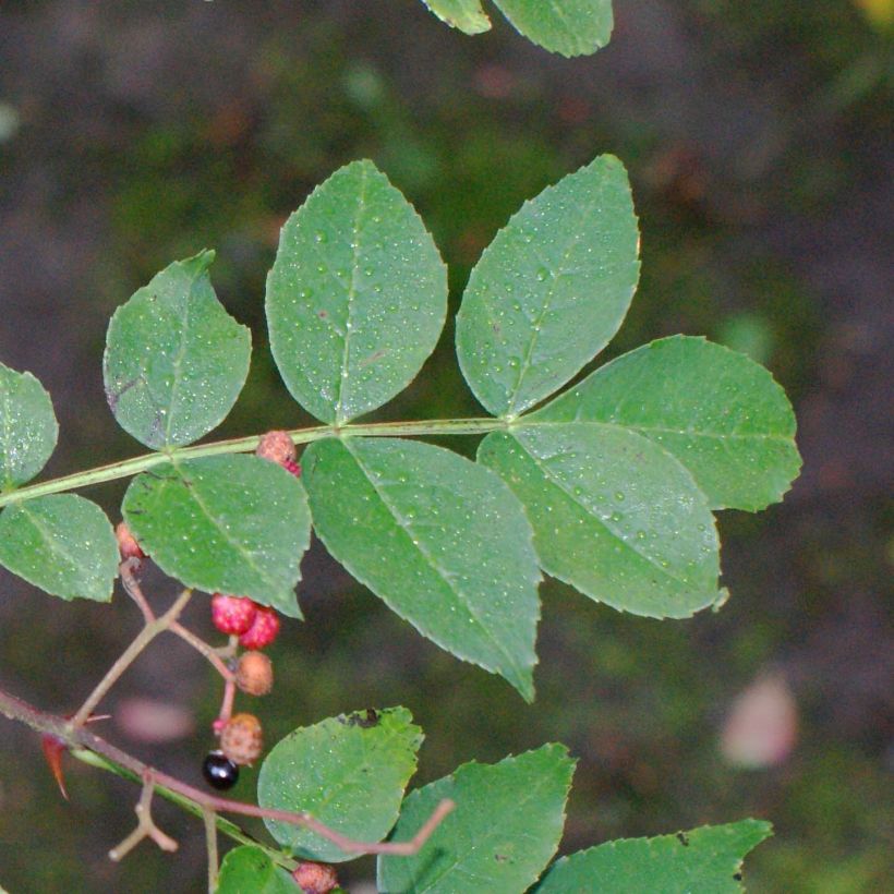 Limopuu - Zanthoxylum simulans (Lehvistö)