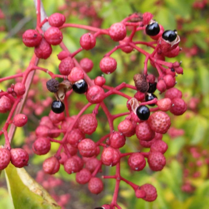 Limopuu - Zanthoxylum simulans (Sadonkorjuu)