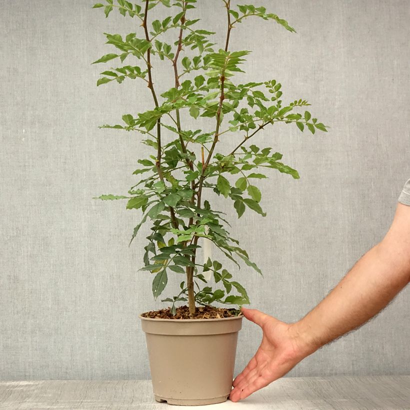 Esimerkki kesällä toimitetusta Limopuu - Zanthoxylum simulans Ruukku 2L / 3L-taimesta