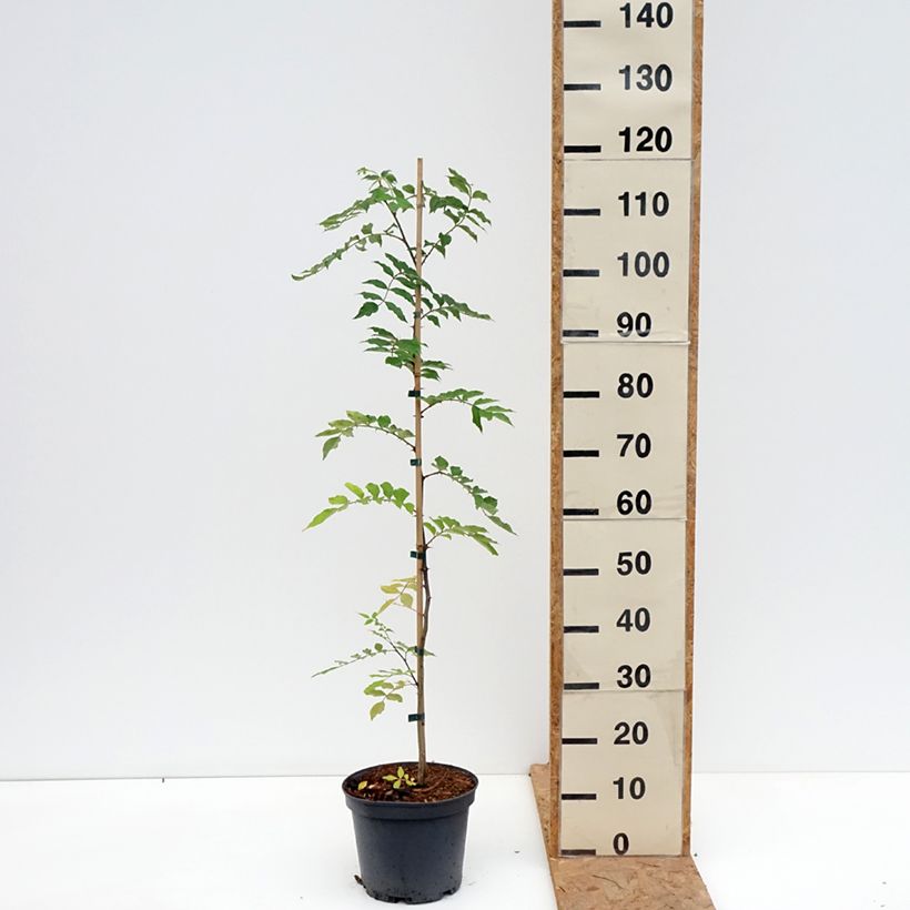 Esimerkki syksyllä toimitetusta Limopuu - Zanthoxylum simulans Ruukku 4L / 5L-taimesta