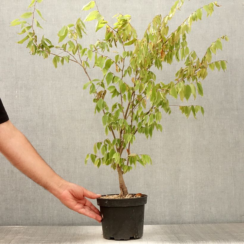 Esimerkki kesällä toimitetusta Idänselkova - Zelkova serrata 3 litran/4 litran ruukku-taimesta