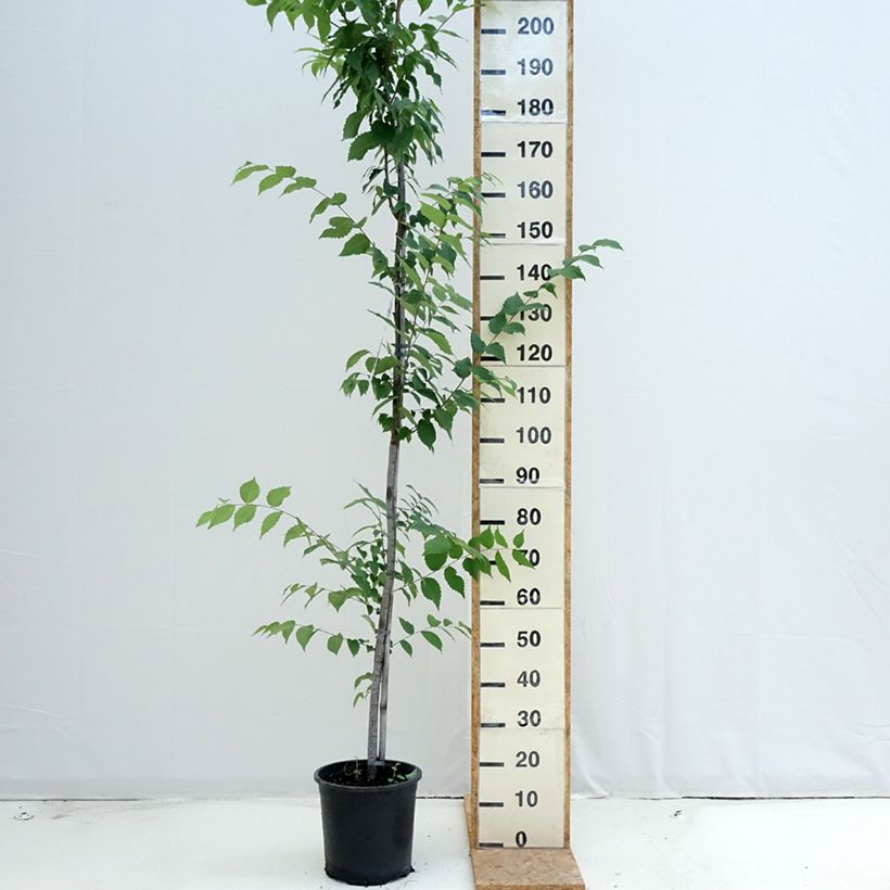 Esimerkki kesällä toimitetusta Idänselkova - Zelkova serrata 7,5 litran / 10 litran ruukku-taimesta