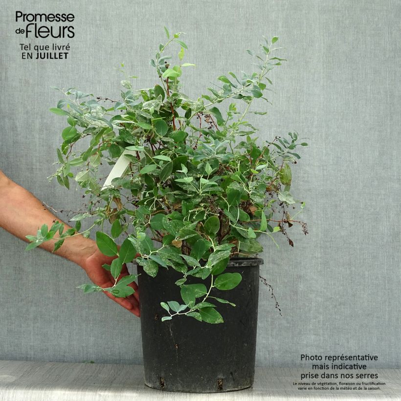 Esimerkki kesällä toimitetusta Zenobia pulverulenta Blue Sky Pot de 12L/15L-taimesta