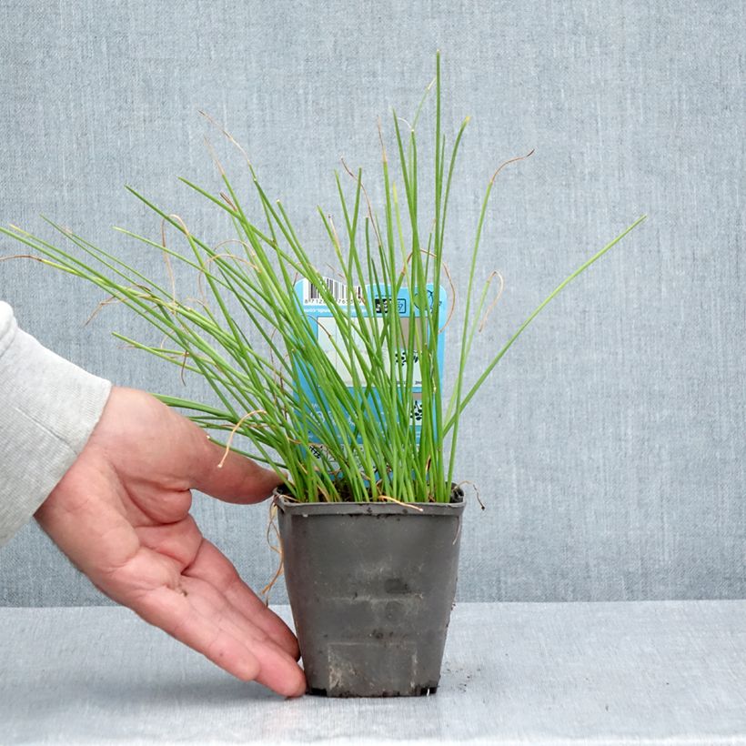 Esimerkki kesällä toimitetusta Valkoheinälilja - Zephyranthes candida Taimiruukku 8/9 cm Koko I-taimesta