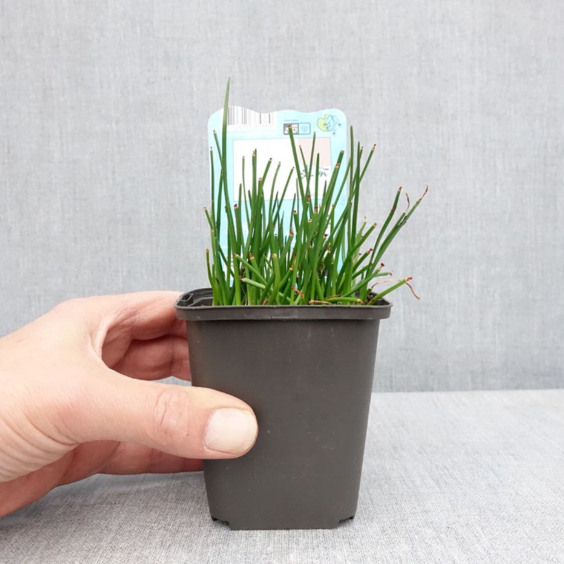 Esimerkki keväällä toimitetusta Valkoheinälilja - Zephyranthes candida 8/9 cm taimiruukku Koko I-taimesta