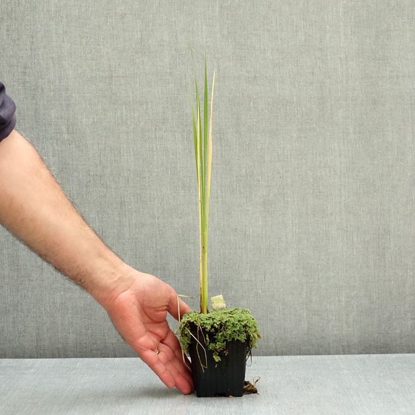 Esimerkki syksyllä toimitetusta Zizania latifolia 8/9 cm taimiruukku-taimesta