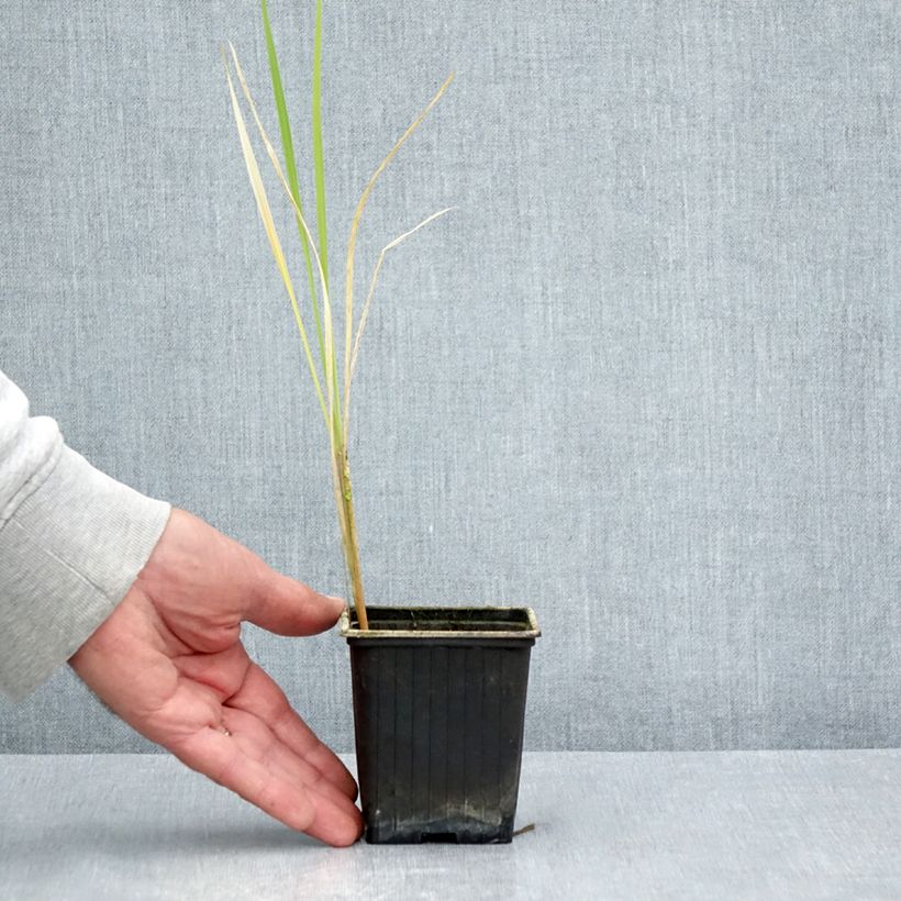 Esimerkki kesällä toimitetusta Zizania latifolia 8/9 cm taimiruukku-taimesta
